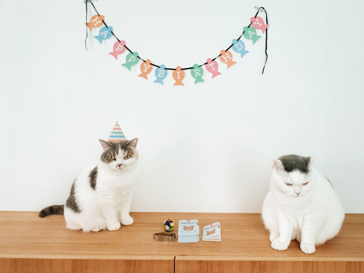 KIKO CAT HAPPY BIRTHDAY KIT(猫の誕生日キット)