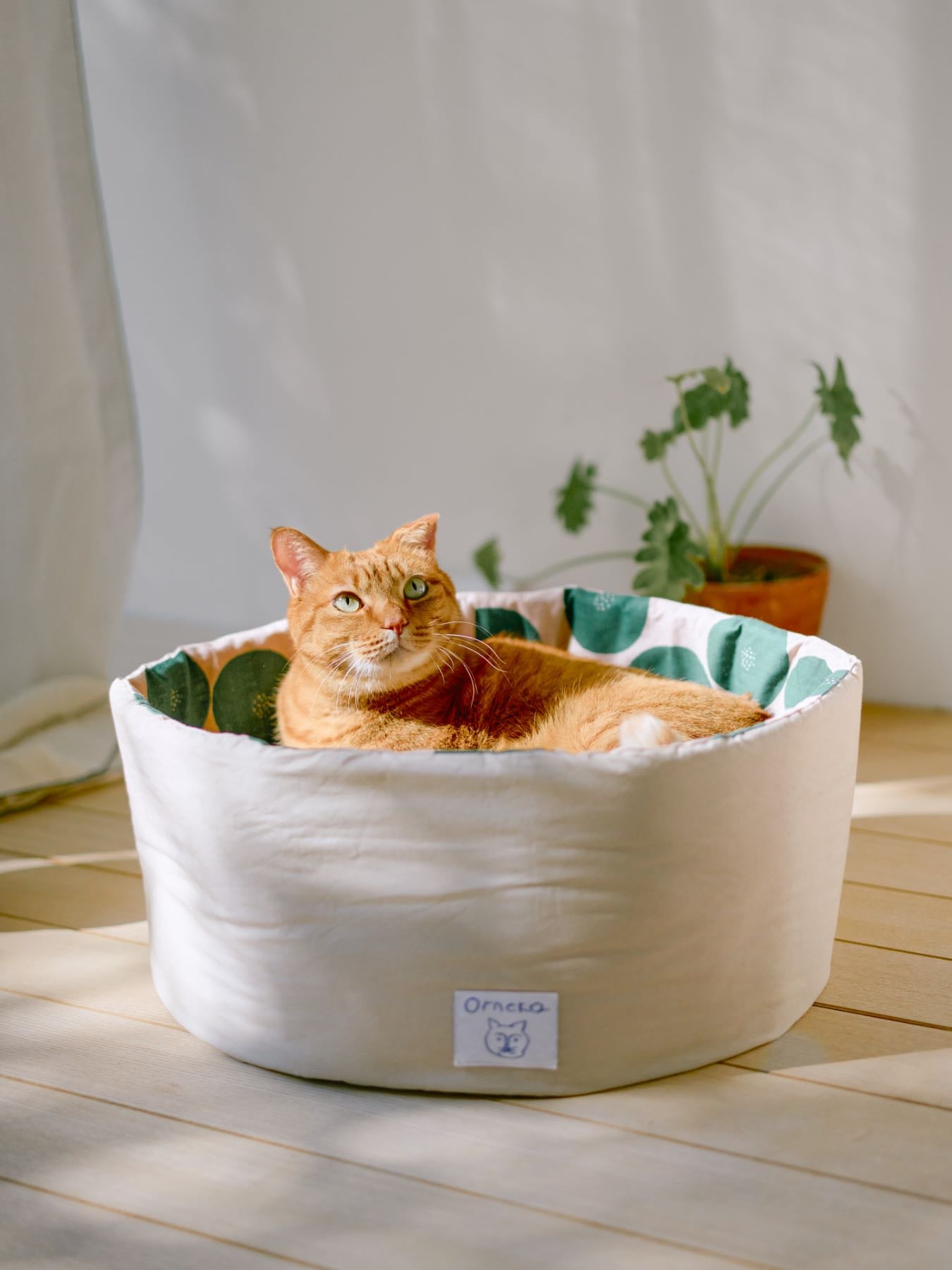 モデル猫：7.3kg