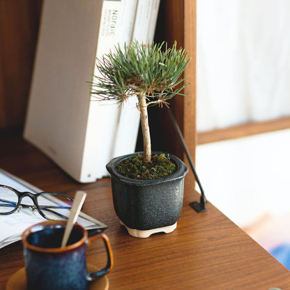 The BONSAI 松（盆栽栽培セット）