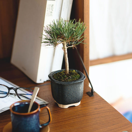 The BONSAI 松（盆栽栽培セット）