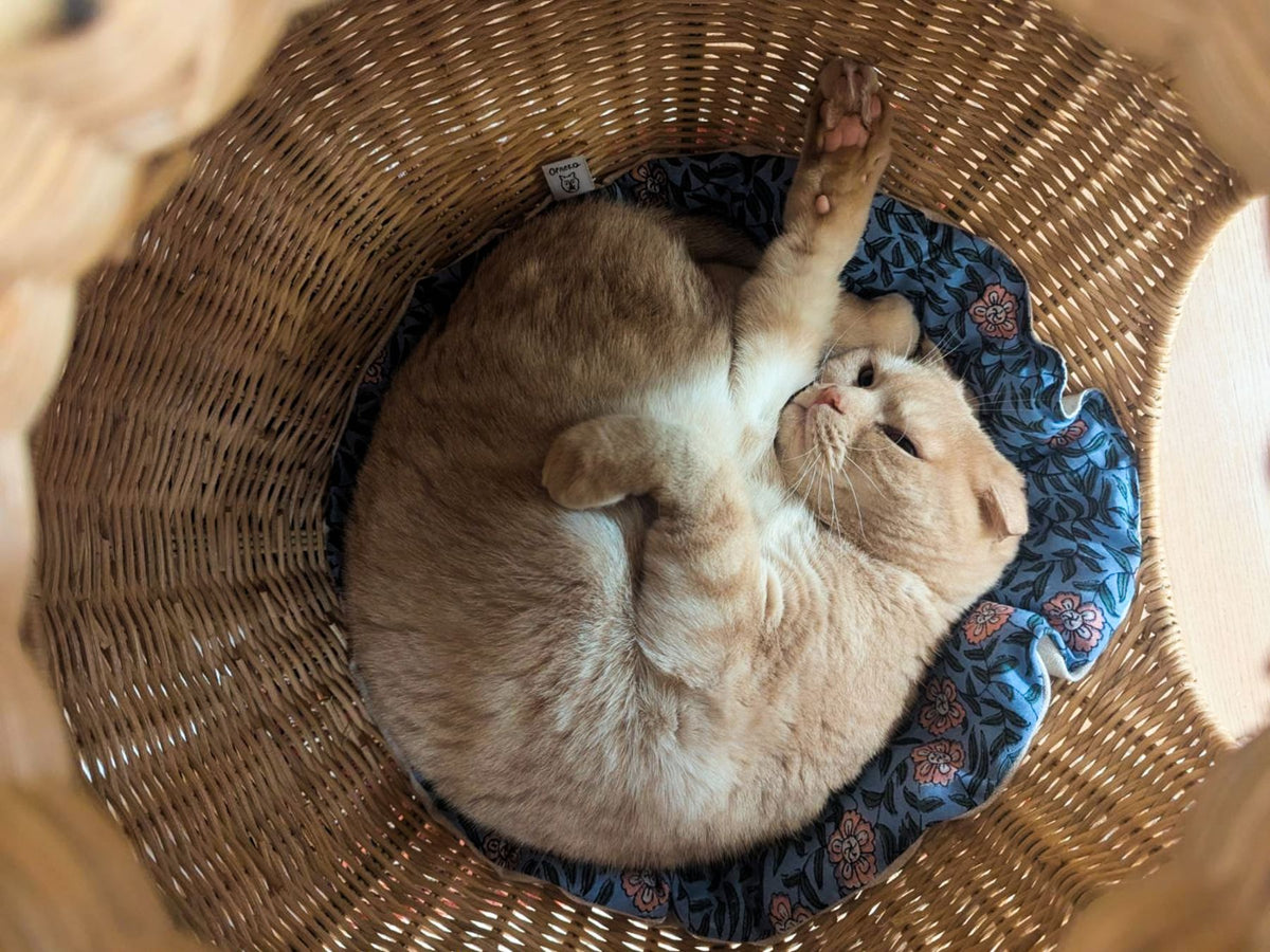 モデル猫：4.2kg