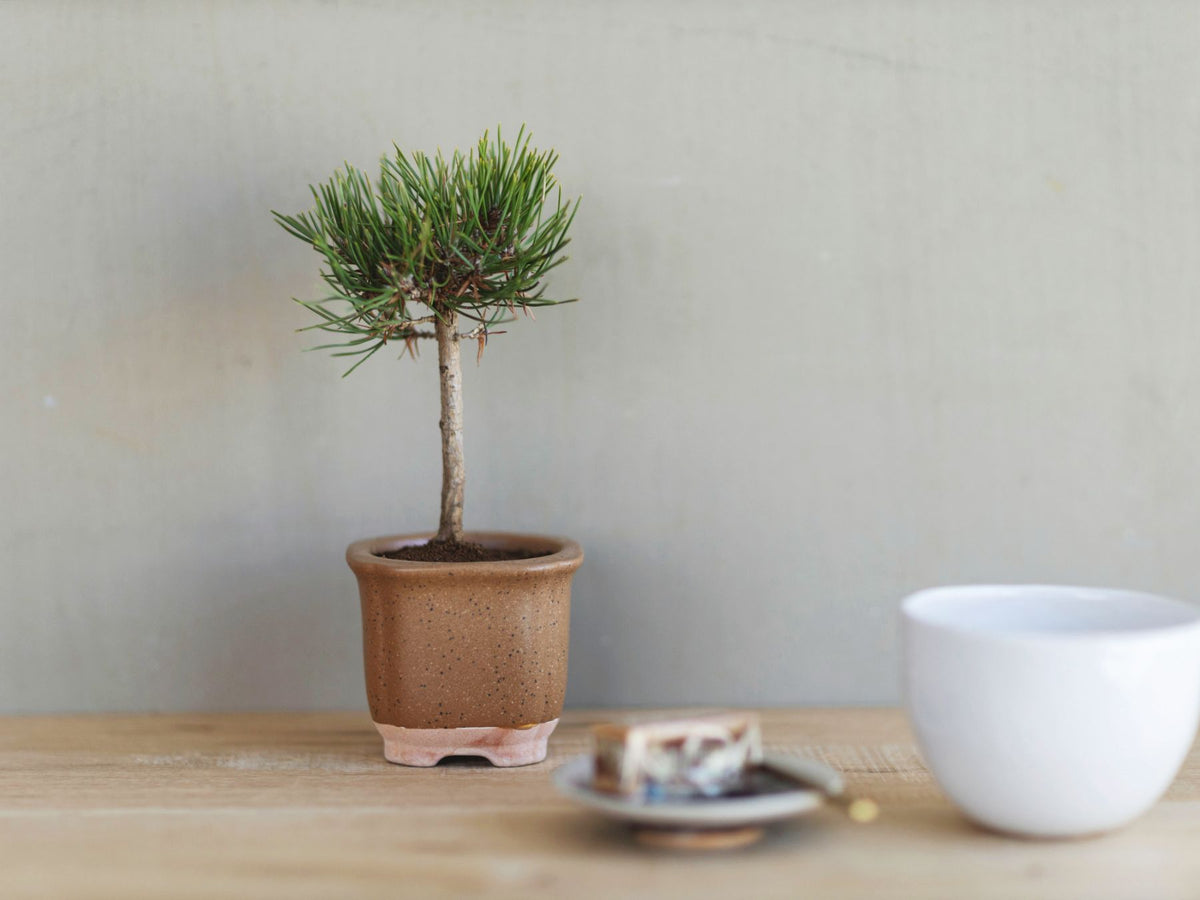 The BONSAI 松（盆栽栽培セット）