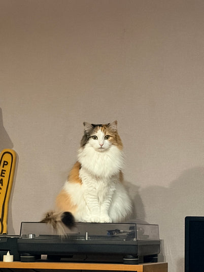 ナラ