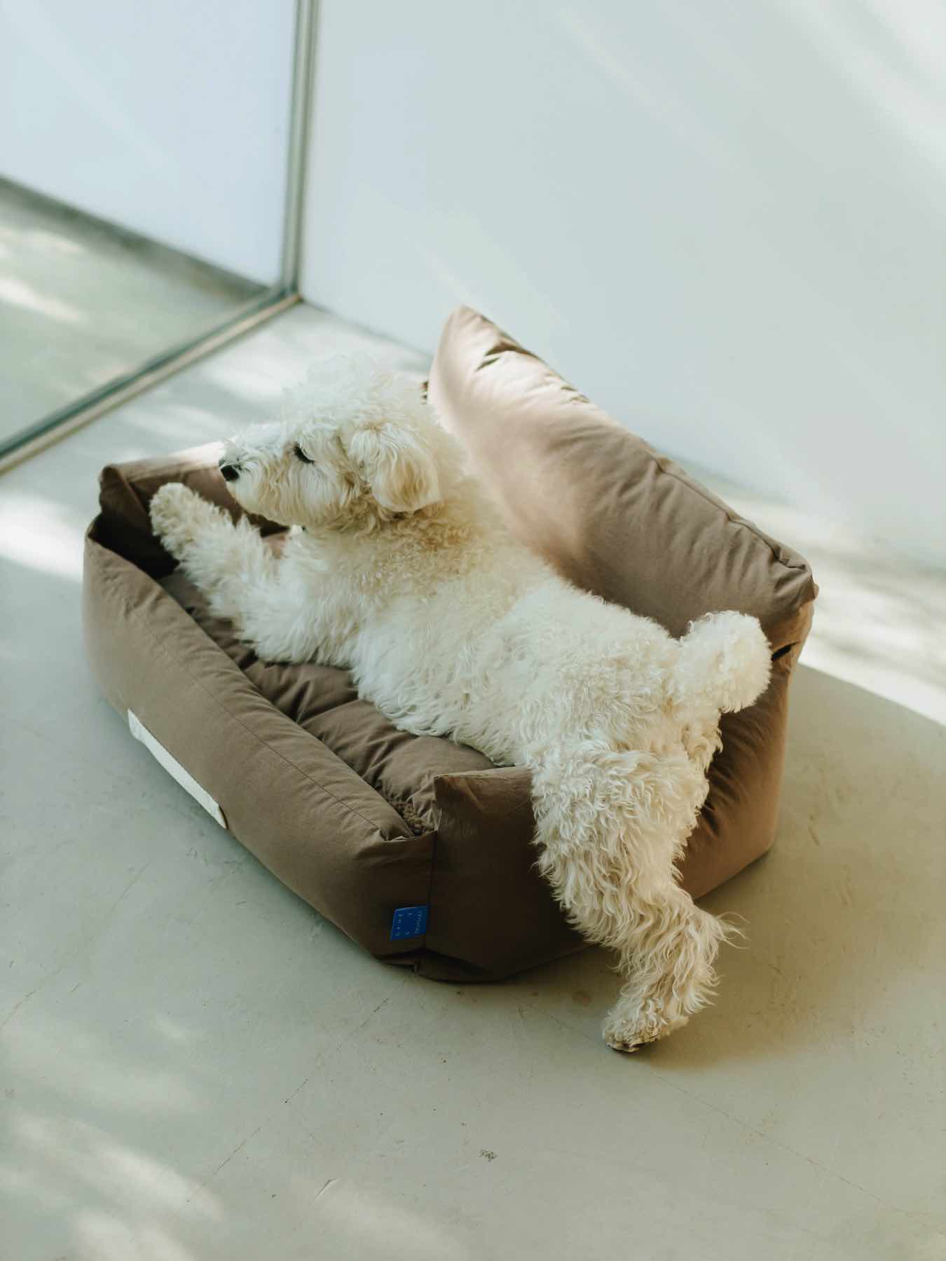 モデル犬：7.7kg