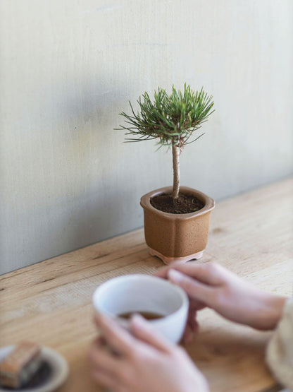 The BONSAI 松（盆栽栽培セット）