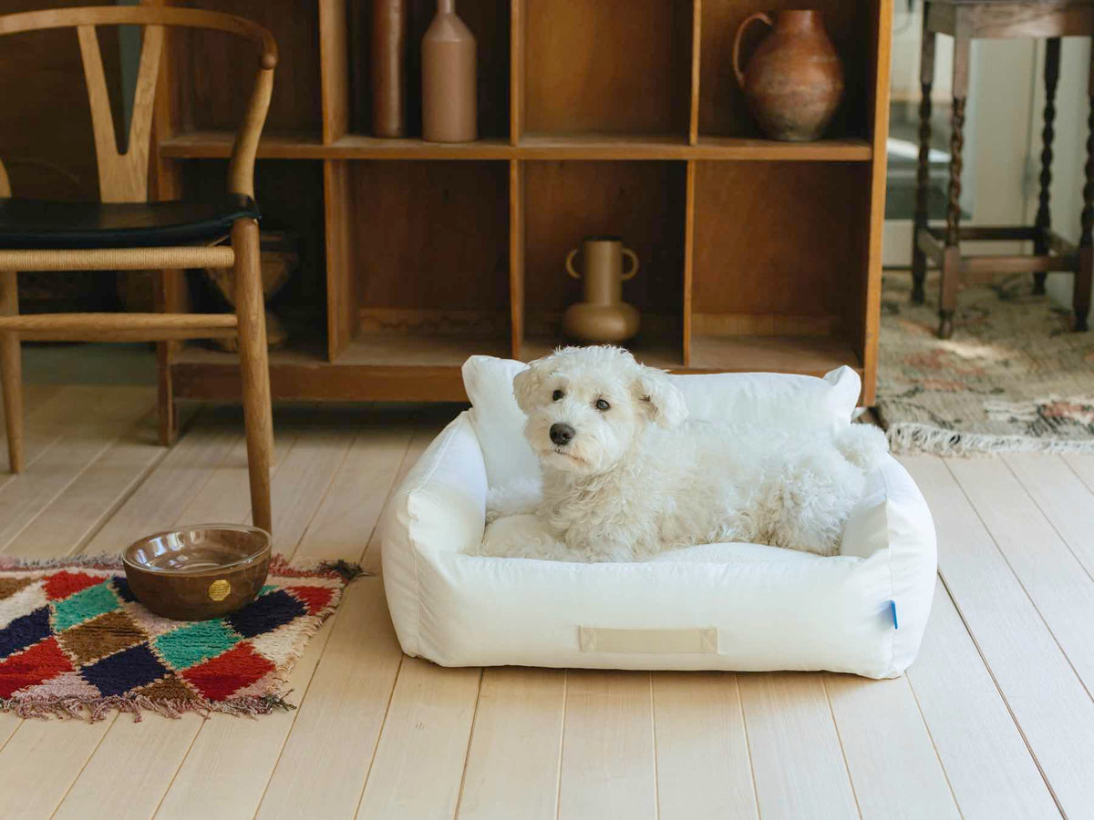 モデル犬：7.7kg