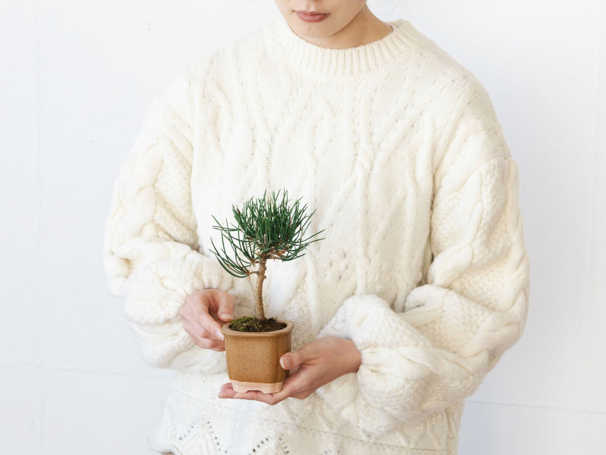 The BONSAI 松（盆栽栽培セット）