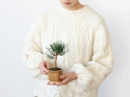 The BONSAI 松（盆栽栽培セット）