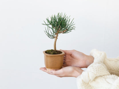 The BONSAI 松（盆栽栽培セット）
