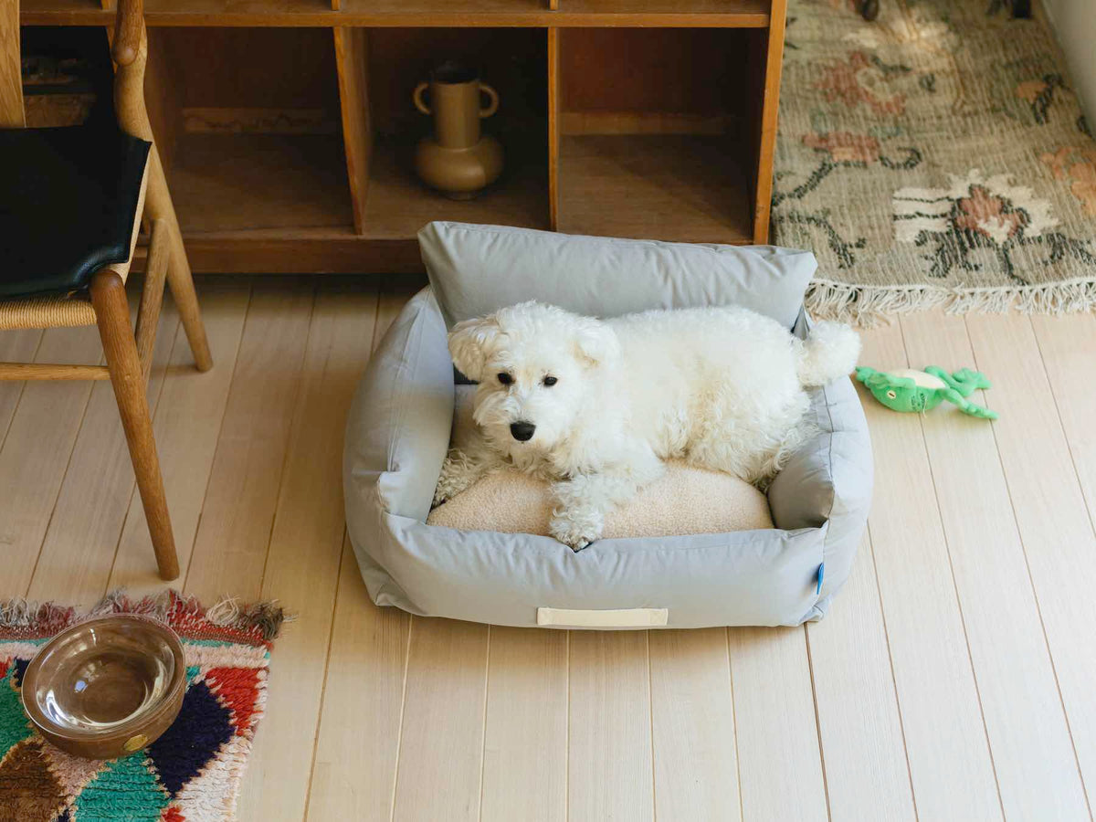 モデル犬：7.7kg