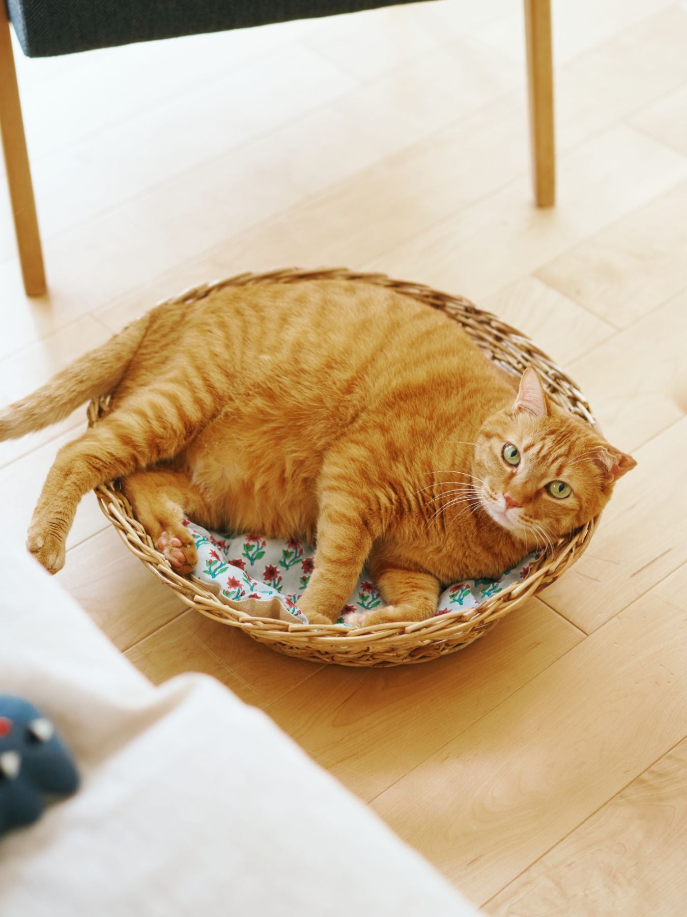 キャットバスケット Blottieにもぴったり。<br>
モデル猫：7kg