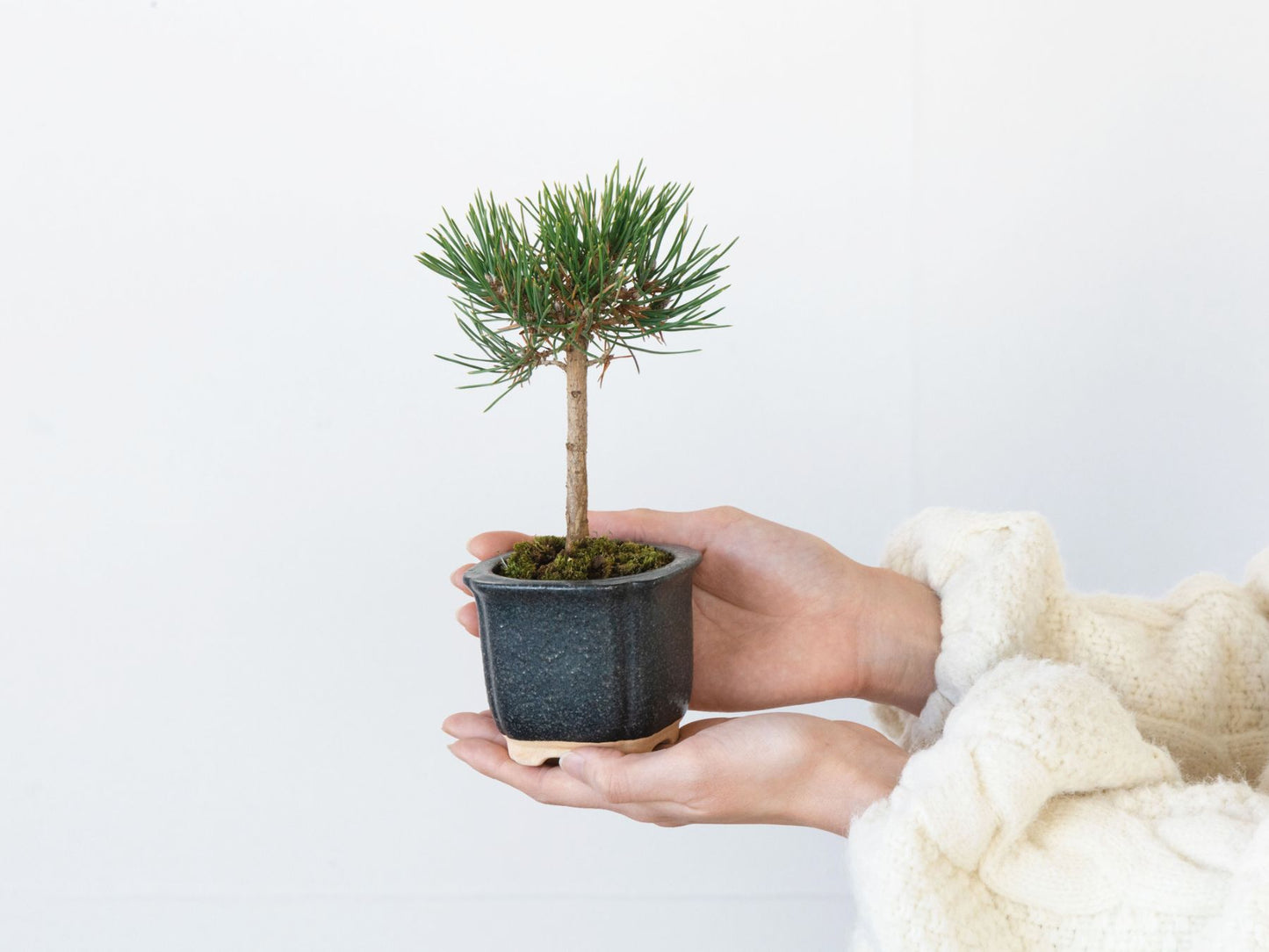 The BONSAI 松（盆栽栽培セット）