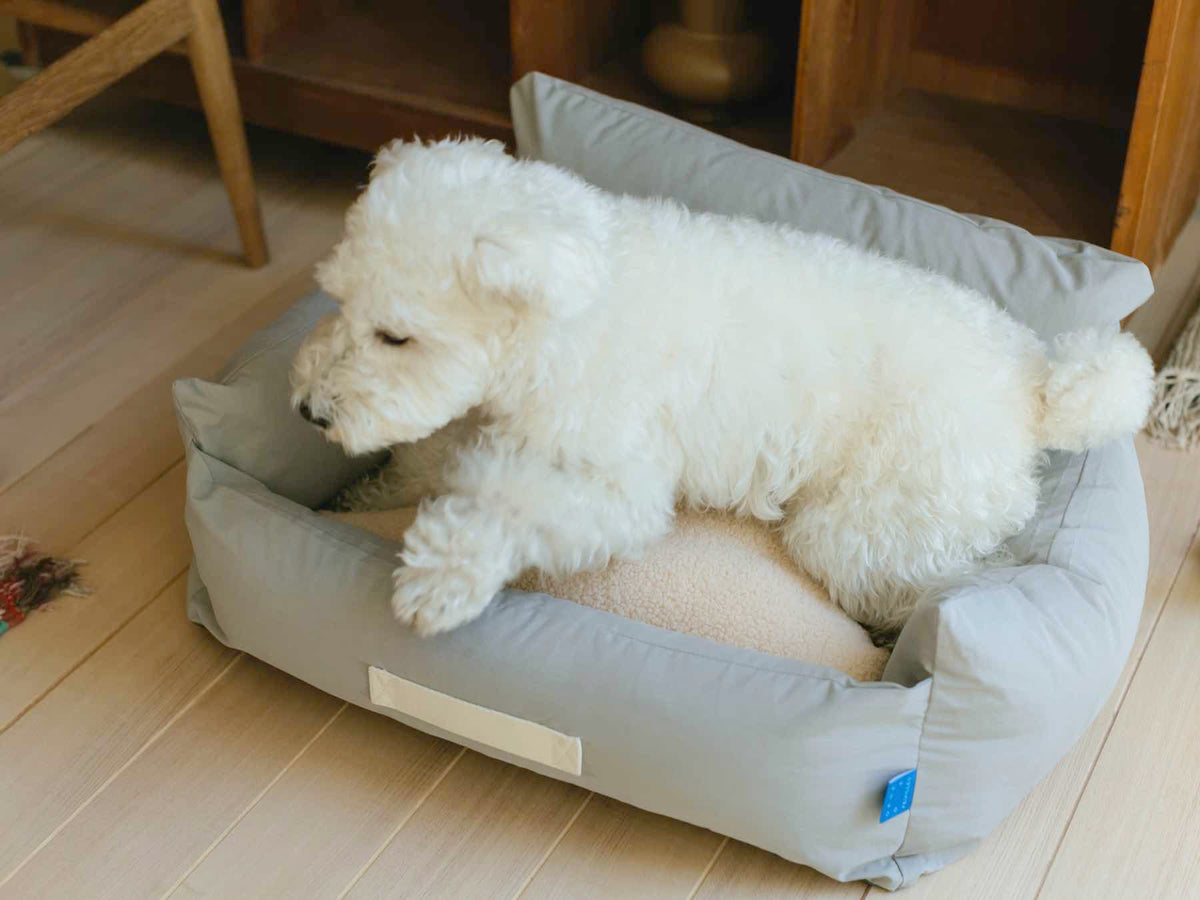 モデル犬：7.7kg