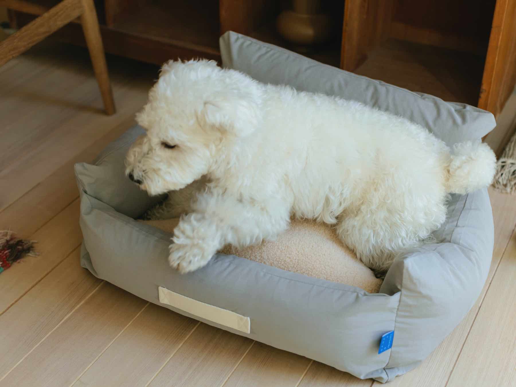 モデル犬：7.7kg