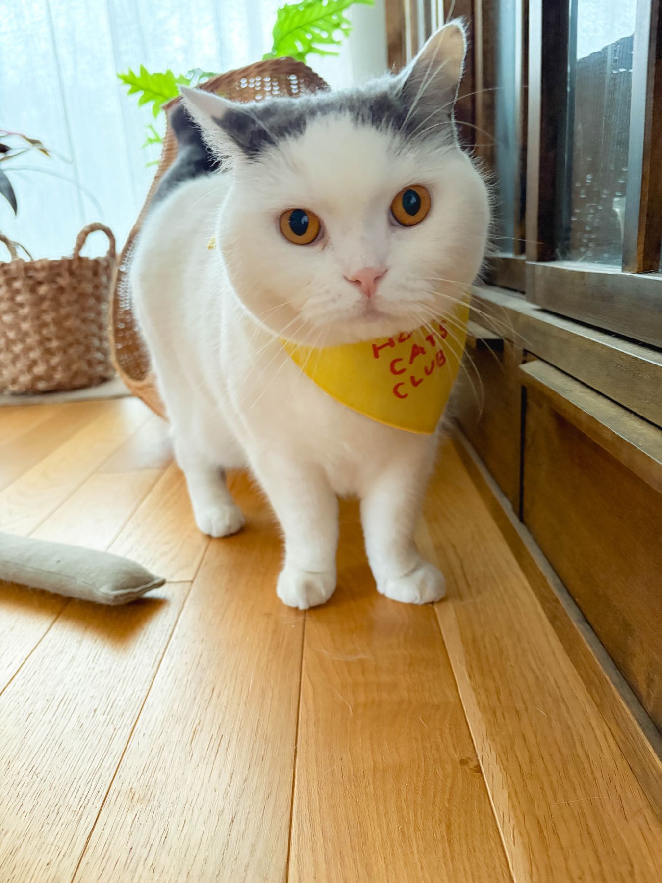カツヲ：5.2kg