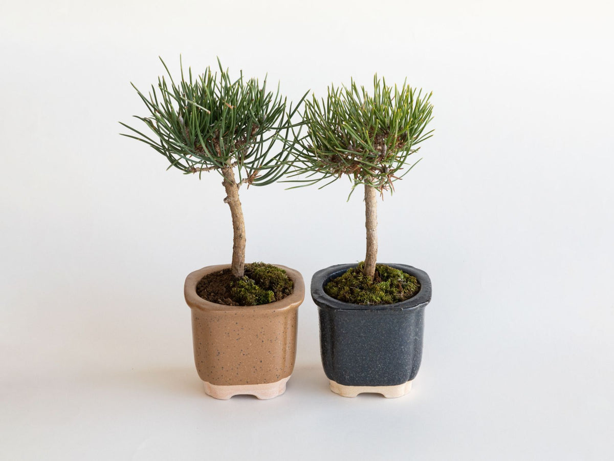 The BONSAI 松（盆栽栽培セット）
