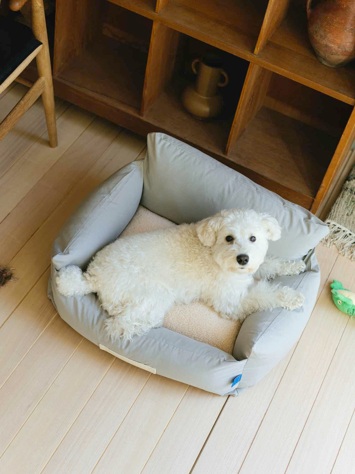 モデル犬：7.7kg