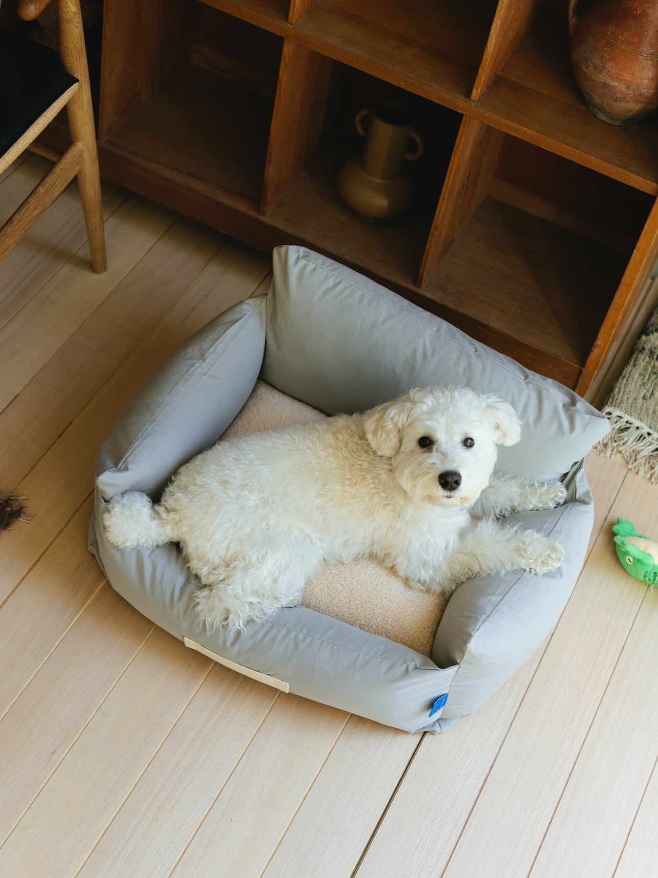 モデル犬：7.7kg