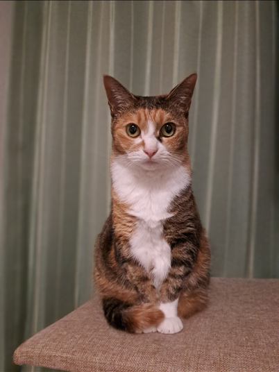 サン