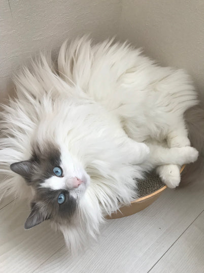 わたげ