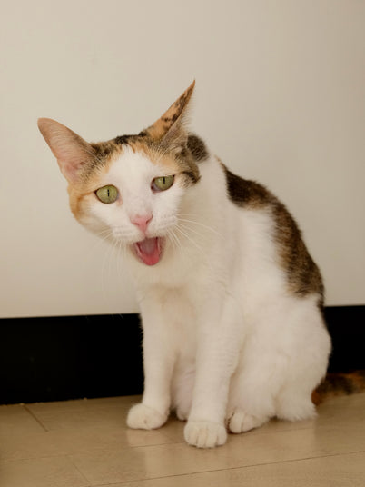 キヨコ