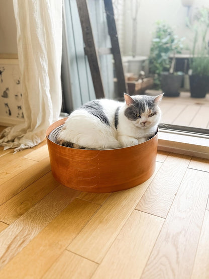 モデル猫：5.5kg