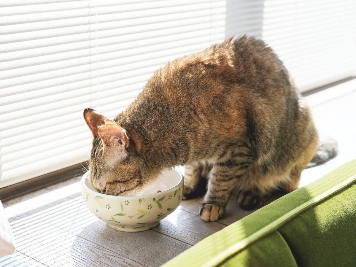 阿部慎太朗 × Orneko フードボウル（別注）