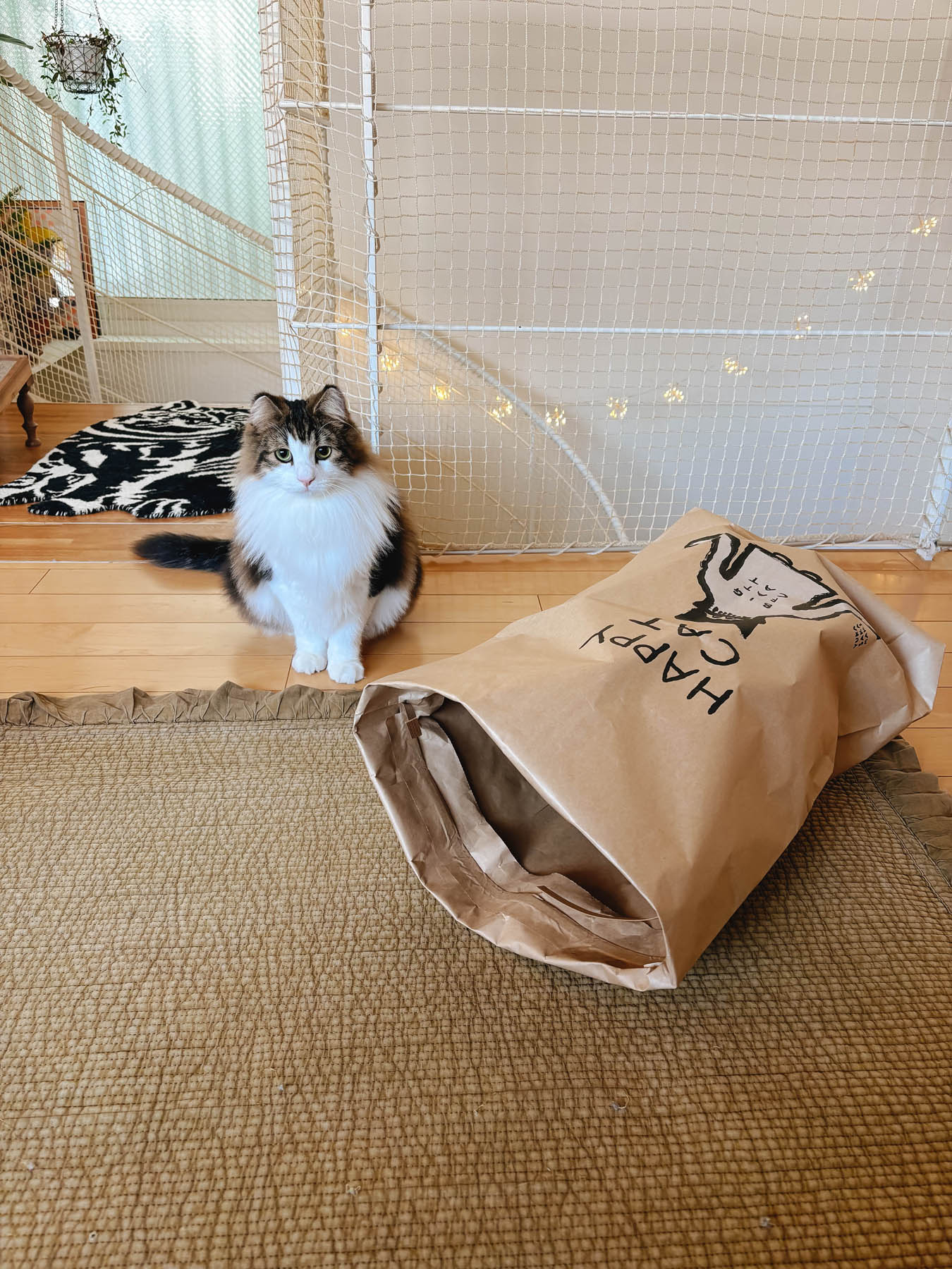モデル猫：5.5kg