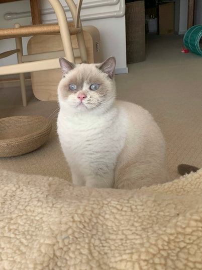 しお