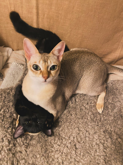 ミシェルとノアール（黒猫）