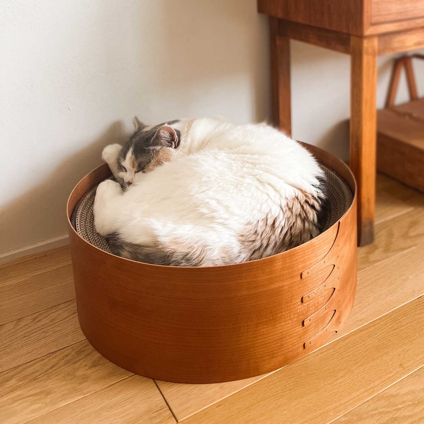 モデル猫：5.5kg